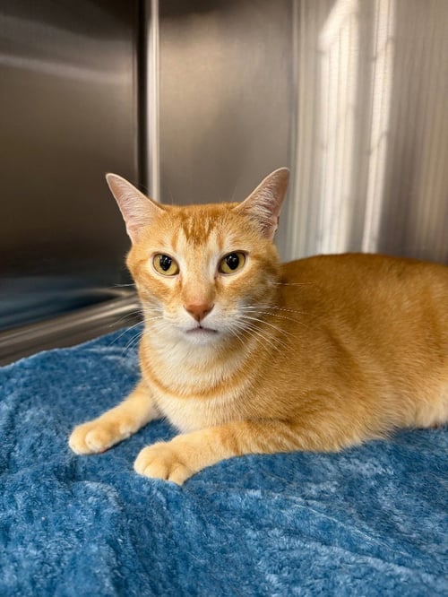 APOLLO - Domestic Short Hair available for adoption