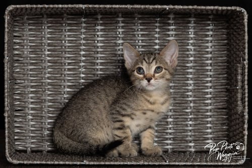 FRANKLIN - Domestic Short Hair available for adoption