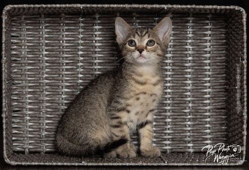FRANKLIN - Domestic Short Hair available for adoption