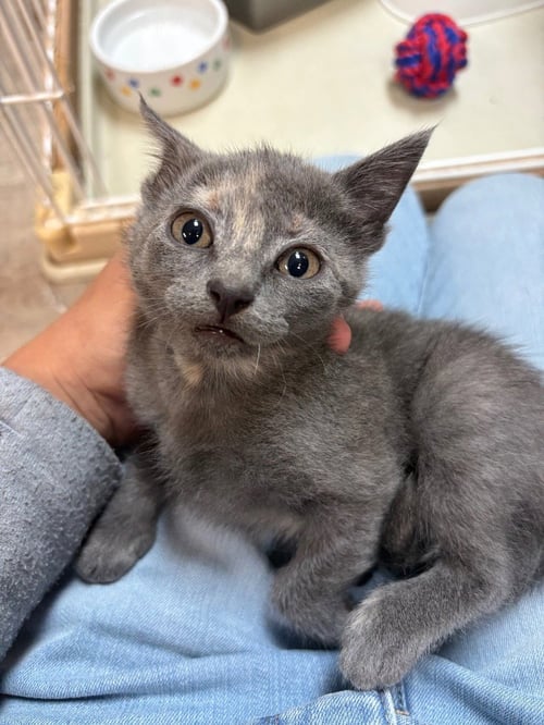 ARYA - Domestic Short Hair available for adoption