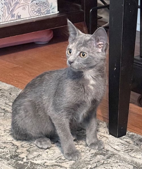ARYA - Domestic Short Hair available for adoption