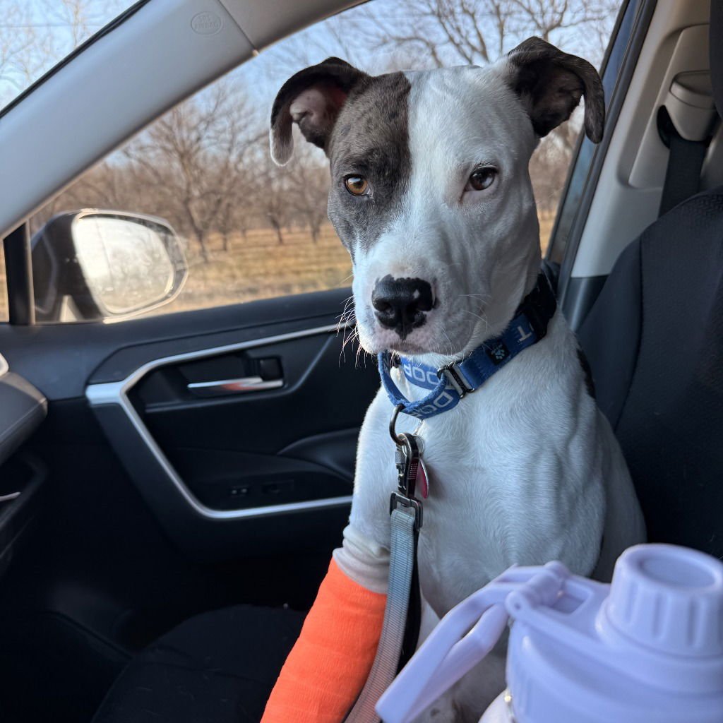 BRADFORD - Pit Bull Terrier available for adoption