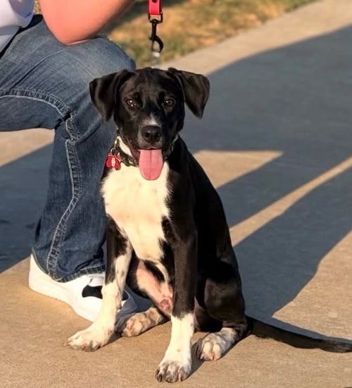 CRISTIANO RONALDO “RONNI” - Labrador Retriever / Pit Bull Terrier available for adoption