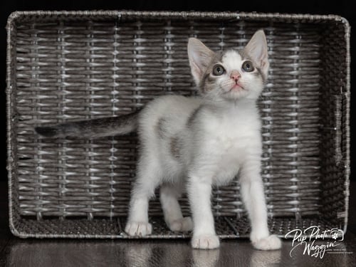 MIKEY - Domestic Short Hair available for adoption