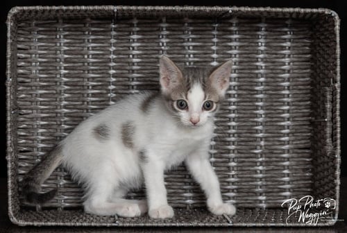 MIKEY - Domestic Short Hair available for adoption
