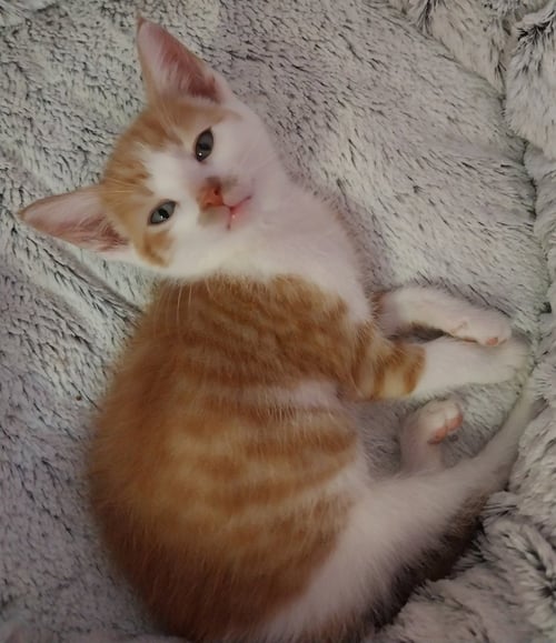LUNAR * IN FOSTER * - Domestic Short Hair available for adoption