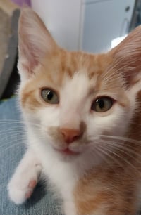 Lunar * IN FOSTER * - Photo 2