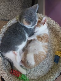 Lunar * IN FOSTER * - Photo 3