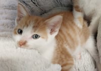 Lunar * IN FOSTER * - Photo 4