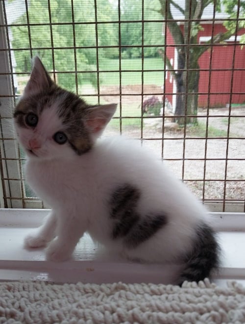 ALLEGIANT * IN FOSTER * - Domestic Medium Hair available for adoption