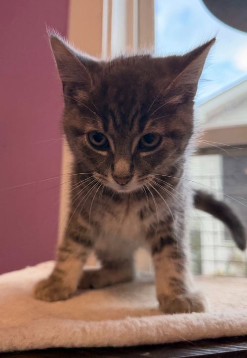 PANCAKE * IN FOSTER * - Domestic Short Hair available for adoption