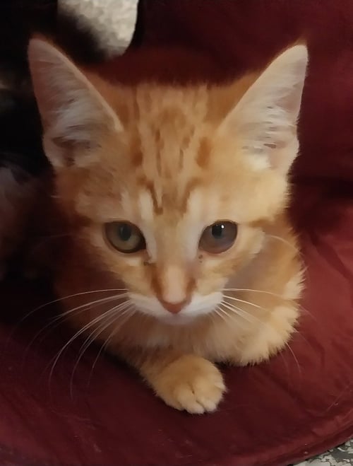 SHERBERT * IN FOSTER * - Domestic Short Hair available for adoption