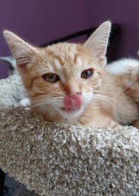 Sherbert * IN FOSTER * - Photo 2