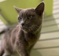 Boris - Photo 4