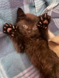 Barry White * IN FOSTER * - Photo 1