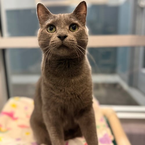FROSTY - Domestic Short Hair available for adoption