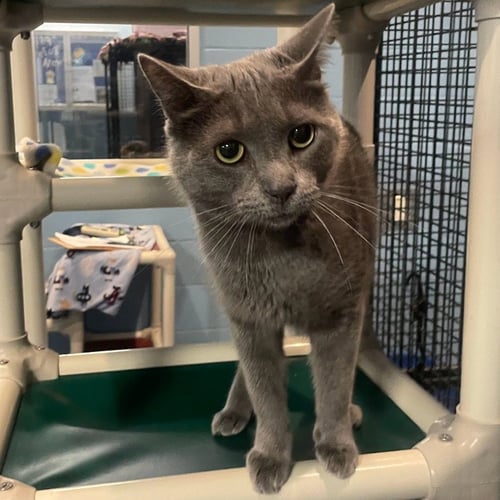 FROSTY - Domestic Short Hair available for adoption