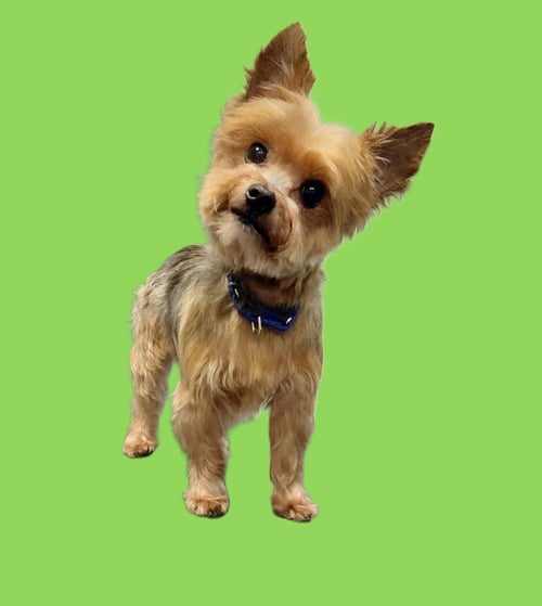 KIKI-IN A FOSTER HOME - Yorkshire Terrier Yorkie available for adoption