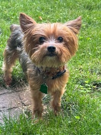 Kiki-in a Foster Home - Photo 2