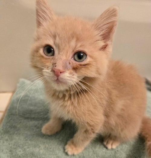 ITCHY - Domestic Short Hair available for adoption