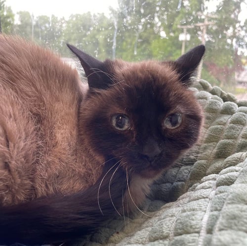 TIA - Siamese available for adoption