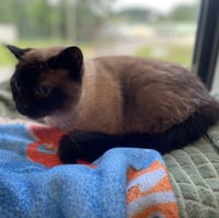Tia - Photo 3
