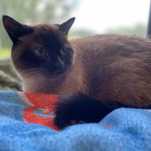 TIA - Siamese available for adoption