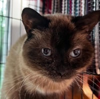 Tia - Photo 4