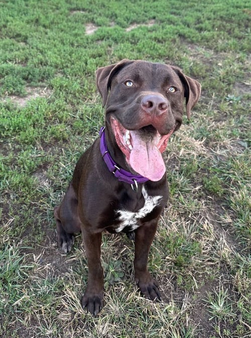 SHERIFF - Labrador Retriever / Terrier available for adoption