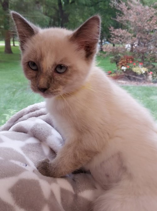 BATON TWIRLER * IN FOSTER * - Siamese available for adoption