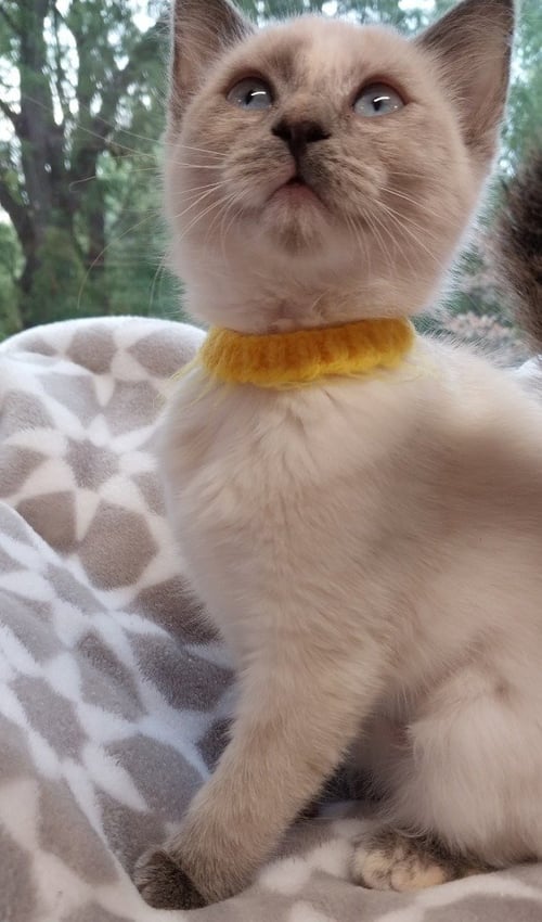 BATON TWIRLER * IN FOSTER * - Siamese available for adoption