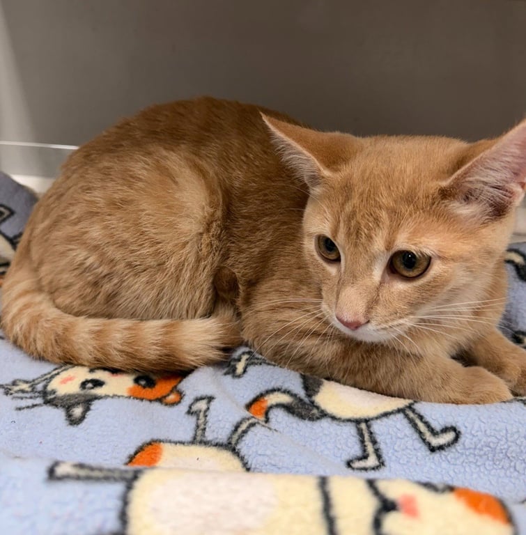 Jack * IN FOSTER * Image