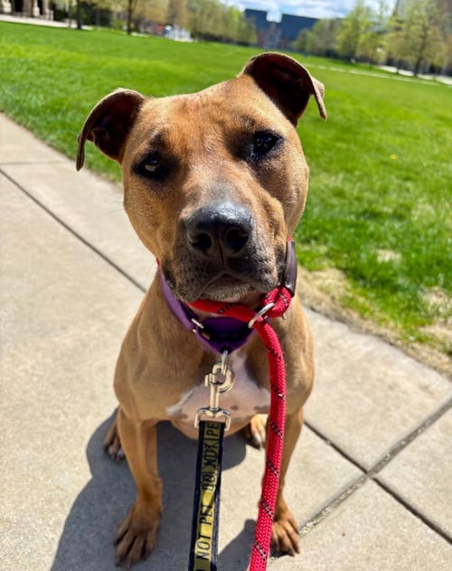 RUBY - Hound / Terrier available for adoption