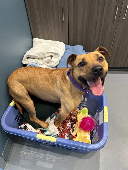 RUBY - Hound / Terrier available for adoption