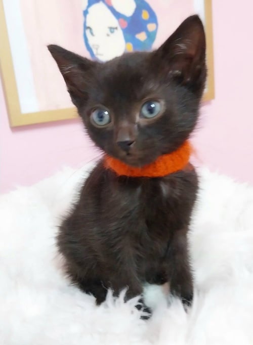 MOUSE * IN FOSTER *