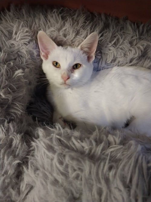 BIRDIE * IN FOSTER * - Domestic Short Hair available for adoption
