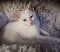Birdie * IN FOSTER * - Photo 3