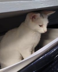 Birdie * IN FOSTER * - Photo 4