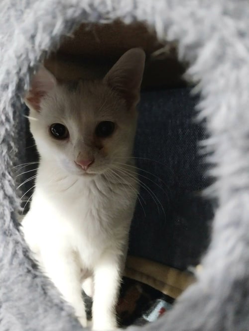 BIRDIE * IN FOSTER * - Domestic Short Hair available for adoption