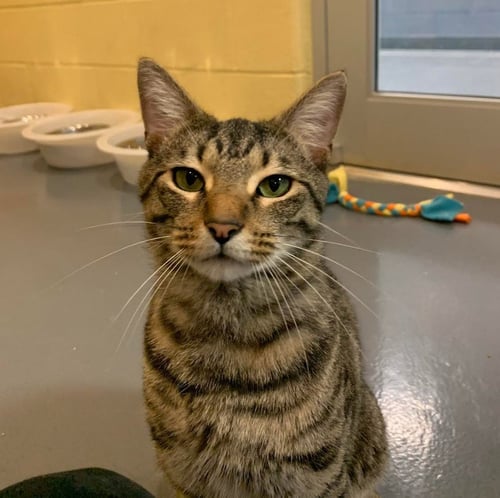 KLAUS - Domestic Short Hair available for adoption