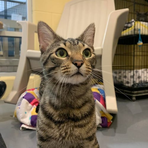 KLAUS - Domestic Short Hair available for adoption