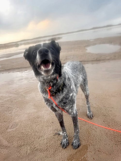 STORMY- IN A FOSTER HOME - Cattle Dog / Terrier available for adoption