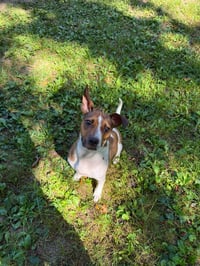 Skye-in foster home - Photo 3