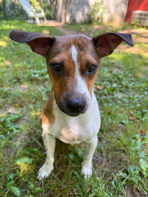 SKYE-IN FOSTER HOME - Hound / Terrier for adoption in South Bend