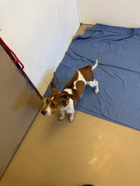 Skye-in foster home - Photo 4
