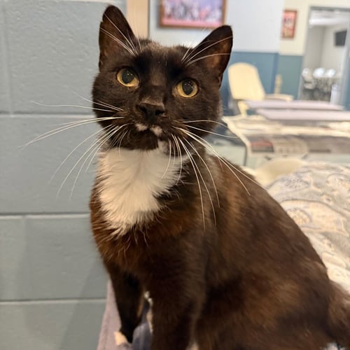 STASH - Domestic Short Hair available for adoption