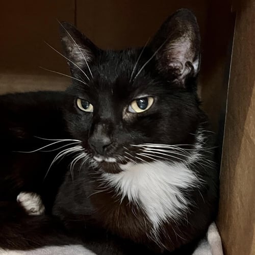 STASH - Domestic Short Hair available for adoption
