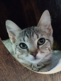 Sprinkle * IN FOSTER * - Photo 2