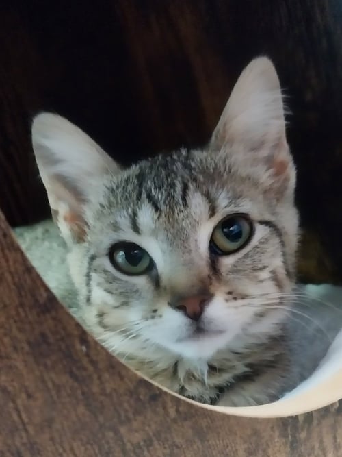 SPRINKLE * IN FOSTER * - Domestic Short Hair available for adoption