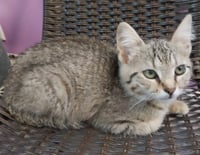 Sprinkle * IN FOSTER * - Photo 4